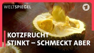 Durian-Boom in Malaysia – Geld verdienen mit der Kotzfrucht. Delikatesse oder Ekel?  | Weltspiegel