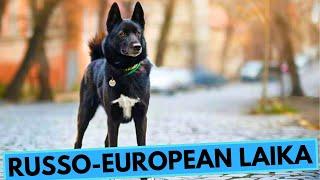 Russo European Laika - TOP 10 Interesting Facts