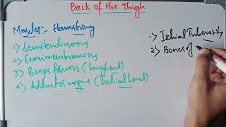 Introduction to Back of the Thigh Anatomy