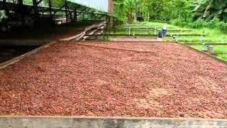 How It's Made  Cocoa Beans   Video   Science Channel