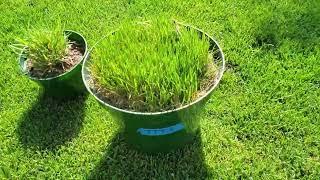 Is Tall Fescue Better Than Perennial Rye?