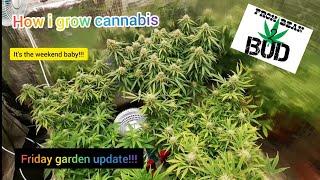 How i grow cannabis. Friday update!!!