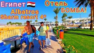 Египет 2024 ЗНАМЕНИТАЯ четвёрка Albatros Sharm Resort 4*. Все ХОТЯТ в этот ОТЕЛЬ️ Шарм-эль-Шейх