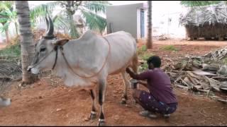 Kangayam cattle farm