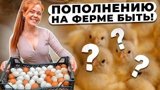 ПОПОЛНЕНИЮ НА ФЕРМЕ БЫТЬ! Инкубация и выращивание бройлеров | Заработок в деревне