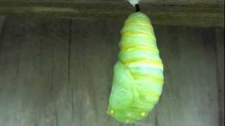 Monarch Butterfly Transformation: Caterpillar to Chrysalis