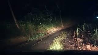 offroad Perjalanan Melintasi Hutan Tua tengah malam