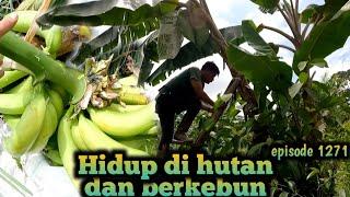 pencuri masuk ke kebun saat di tinggal sore hari warta petani muda hidup di hutan