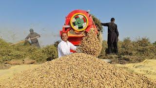 Peanut Harvesting    