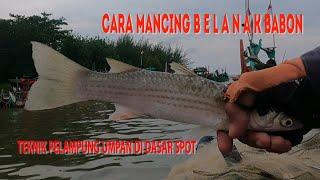 Cara Mancing Belanak Babon Teknik Pelampung Umpan Di Dasar Spot Muara #fishing #mancing