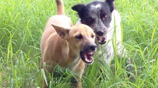 A lok lok | My dog ​​is jealous | Dog vs dog | Opening match of dogs | Dog fighting