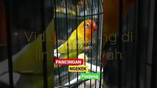 PACINGAN loveve gacor ngekek panjan #gacor #kicaumania #lovbird