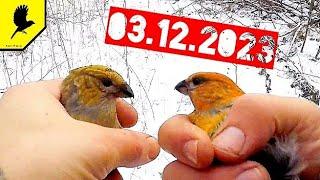 Ловля птиц в декабре с дедом Иваном #щур #снегирь #чиж #пуночка #чиж
