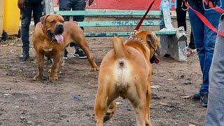 Magnificent looking boerboels show up for Boerboel Appraisal 2021 in Accra, Ghana