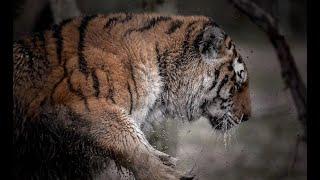 A siberian tiger‘ fight with a big male ’wild boar