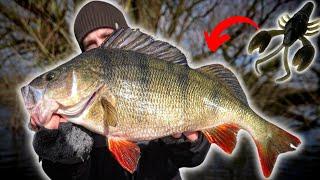 Mud Craw  am Free Rig?  Groß-Barsch-Waffe!!! 50+ Barsch!!!