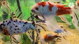 How to Successfully Overwinter Shubunkin Goldfish | Goldfish Care | Sharing 50 Years Experience