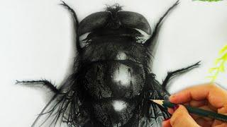 How I Draw a Realistic 3D Fly  | Anamorphic TUTORIAL for BEGINNERS