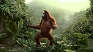 funny chimpanzee dancing after drinking orange juice