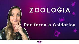 PORÍFEROS E CNIDÁRIOS - ZOOLOGIA l Prof. Louise Medeiros