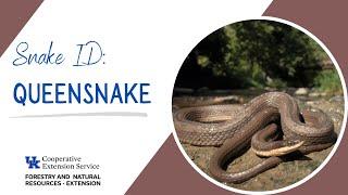 Snake ID: Queensnake