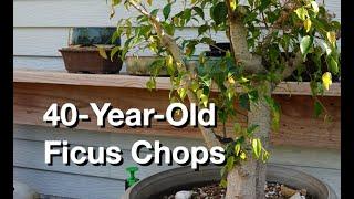 40-Year-Old Ficus Chops:  Dave's Bonsai E416