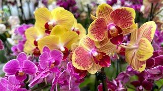 Красивый Обзор Орхидей ( Одесса садовый центр )