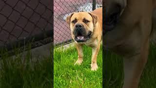 Adult Gorilla Dog - African Boerboel Mastiff