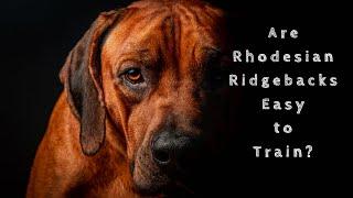 Are Rhodesian Ridgebacks Easy to Train?