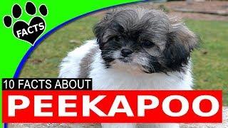 Peekapoo - Pekingese Poodle Mix - Designer Doodle Dogs 101