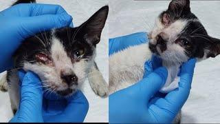 Miserable from pain, the kitten was saved at the right time@lilyivo