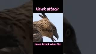 Hawk speed attack with Hen #animals #hawk #hen #trending #short