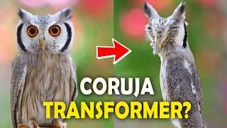 CORUJA que SE TRANSFORMA para se defender? Ornitólogo Responde #41