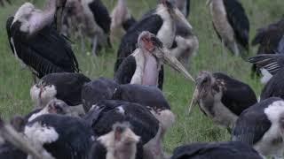 The Scavenging Dirty Marabou Stork of Nairobi National Park