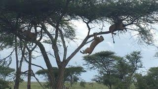 Lioness Falls From Tree