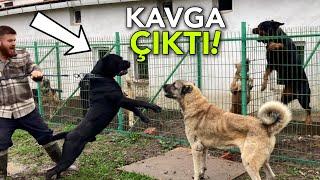 YENİ CANE CORSO KÖPEĞİM KANGAL AYI’YA DALDI!