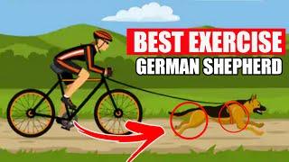 Best exercises for German Shepherd / Muscular training for German Shepherd