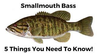 5 Things You Need To Know About Smallmouth