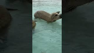 Swimming pigs at Bahamas #cool #fun #funny #funnyvideos #wow #funnyshorts #funnymoments #funnyvid #1