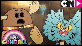 Gumball | And It Made A Coconut Sound! | The Apprentice | Cartoon Network