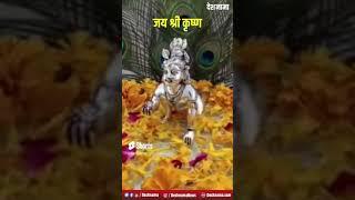 Happy Krishna Janmashtami | Jai Sri Krishna | 2023 | status | special | deshnama #shorts