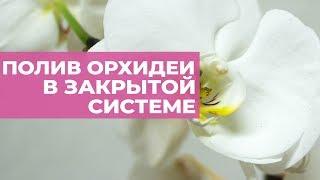 Полив орхидеи в закрытой системе. Уход, удобрение, почему гниют корни