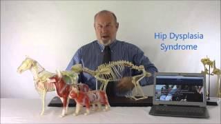 What is Hip Dysplasia Syndrome?