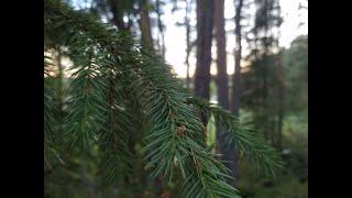 Vaasa Wildlife Festival 2024 LIVE: Award Ceremony