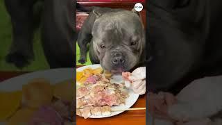 GoodBoy Likes to Eat with Hands #shorts #dogs