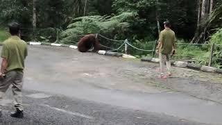 Orangutang Stare Down