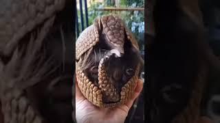 Armadillo - good morning! )