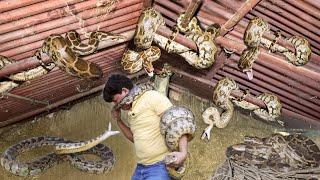 एक दर्जन अजगरों के सामने बेबस हुए Guddu Maurya सर्पमित्र व पूरी टीम | 12 Pythons Rescued together.