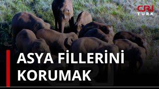 Çin'den Hikâyeler - Asya fillerini korumak (1.Bölüm)