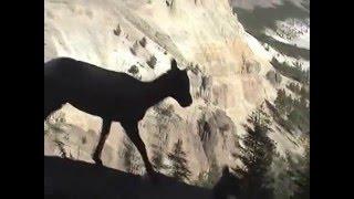 Wild goats  (bighorn sheep) in Yellowstone park